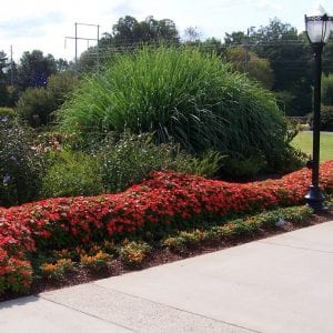 Figure 1: A sunny annual border planted with New Guinea impatiens and ornamental peppers. 