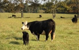 Black baldy cow with her calf
