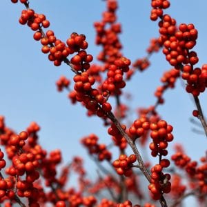 Winterberry Holly (Ilex verticlla