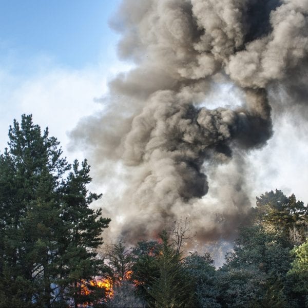 Smoke rising through trees from an out of control wildfire along the California coast. Fire alert.