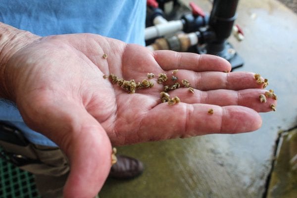 A man's hand holding oysters.