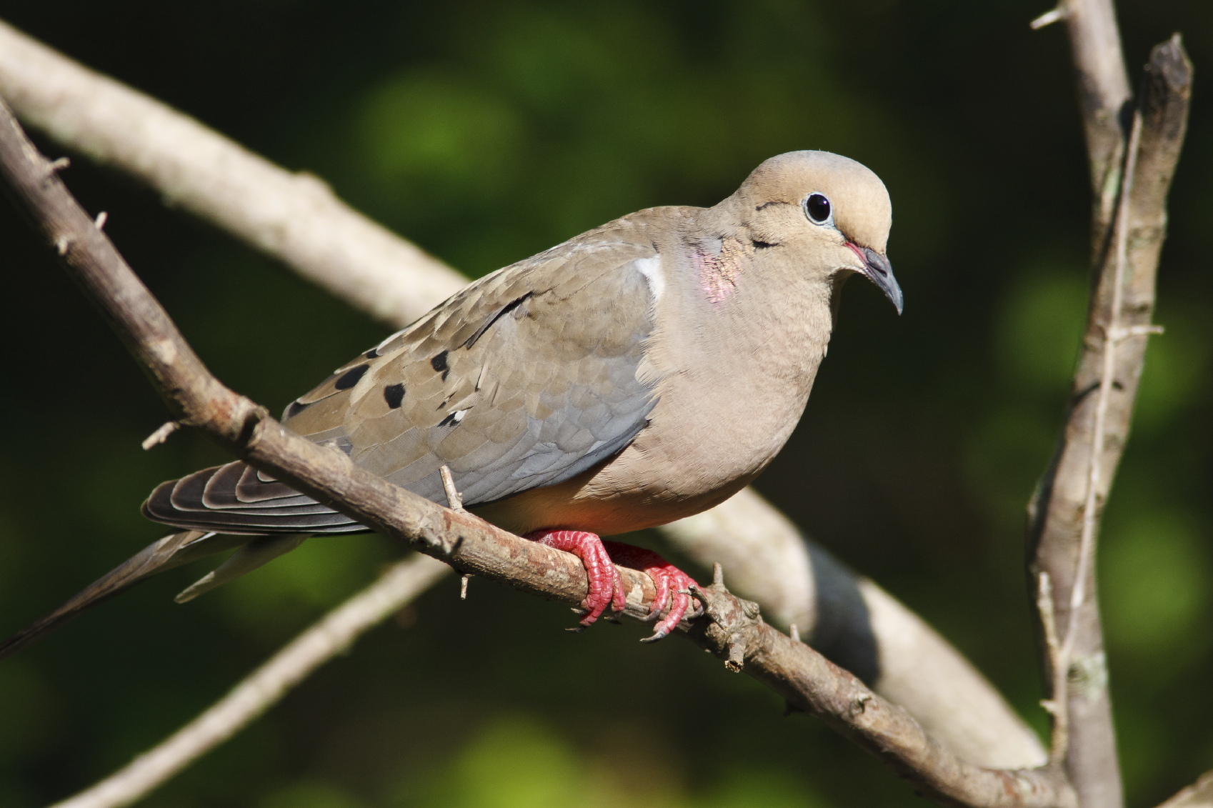 Figure 1. Mourning doves are one of the most widely distributed bird species in North America.