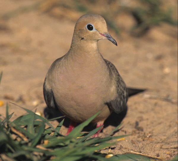 Figure 3. Doves need relatively open bare ground to find seeds.