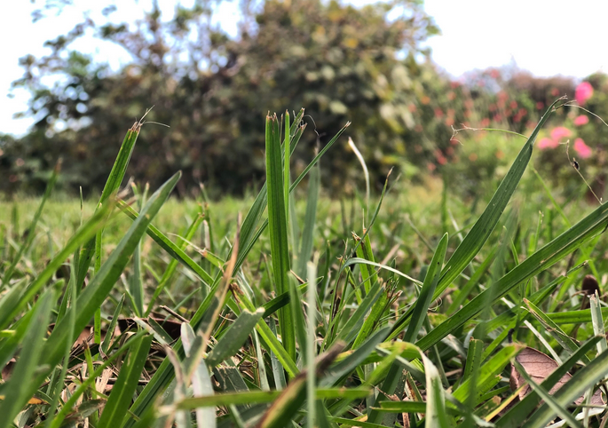Picture of grass with weeds.
