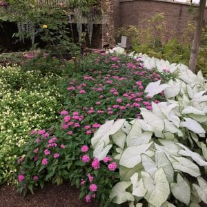 Figure 2. A partial shade garden is brightened using a pink and white color scheme, including pentas, caladium, and wishbone flower.
