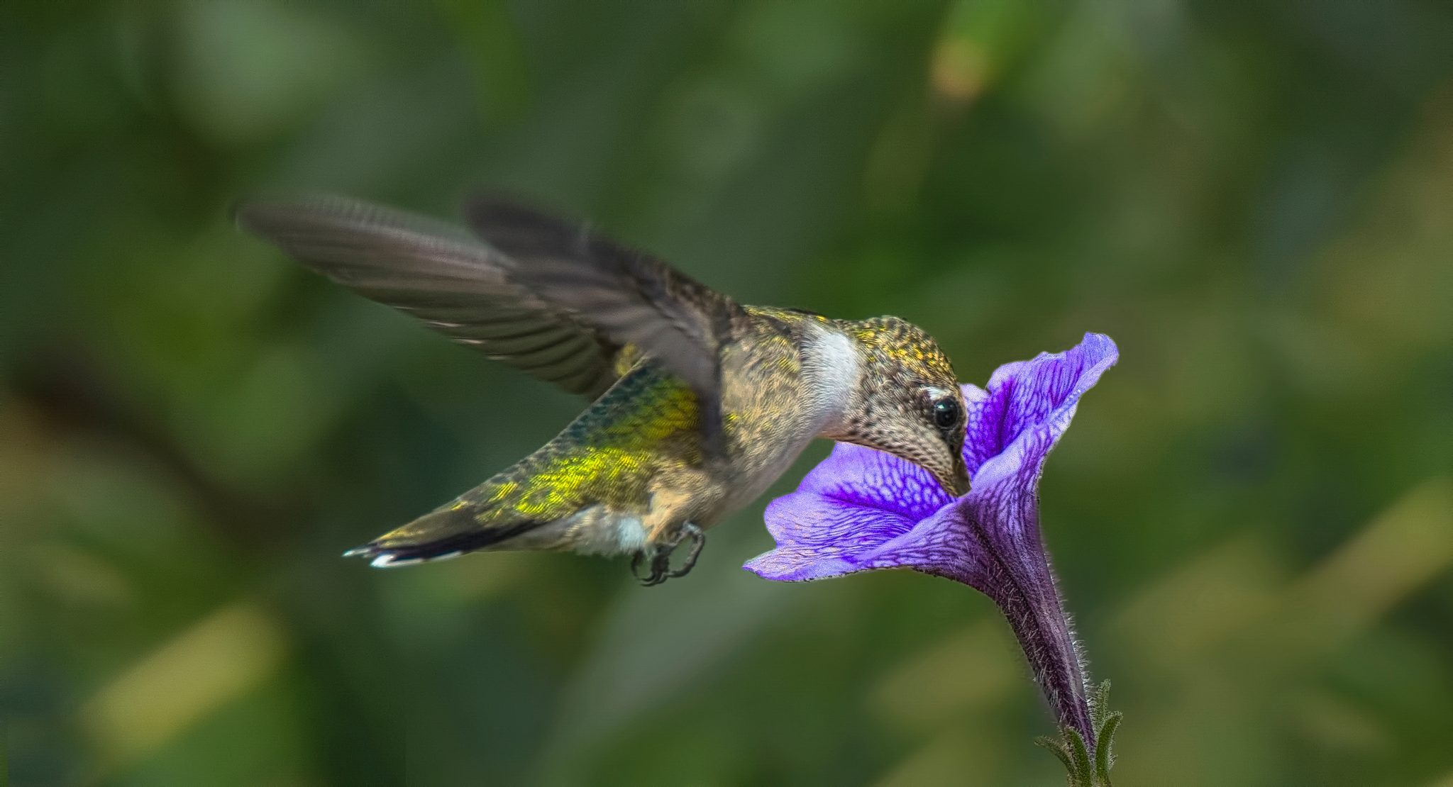 azircombo: What Type Of Flowers Do Hummingbirds Like / Plants That