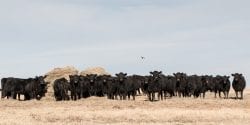 Cattle eating hay in drought