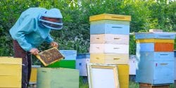beekeeper with hives