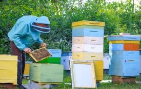beekeeper with hives
