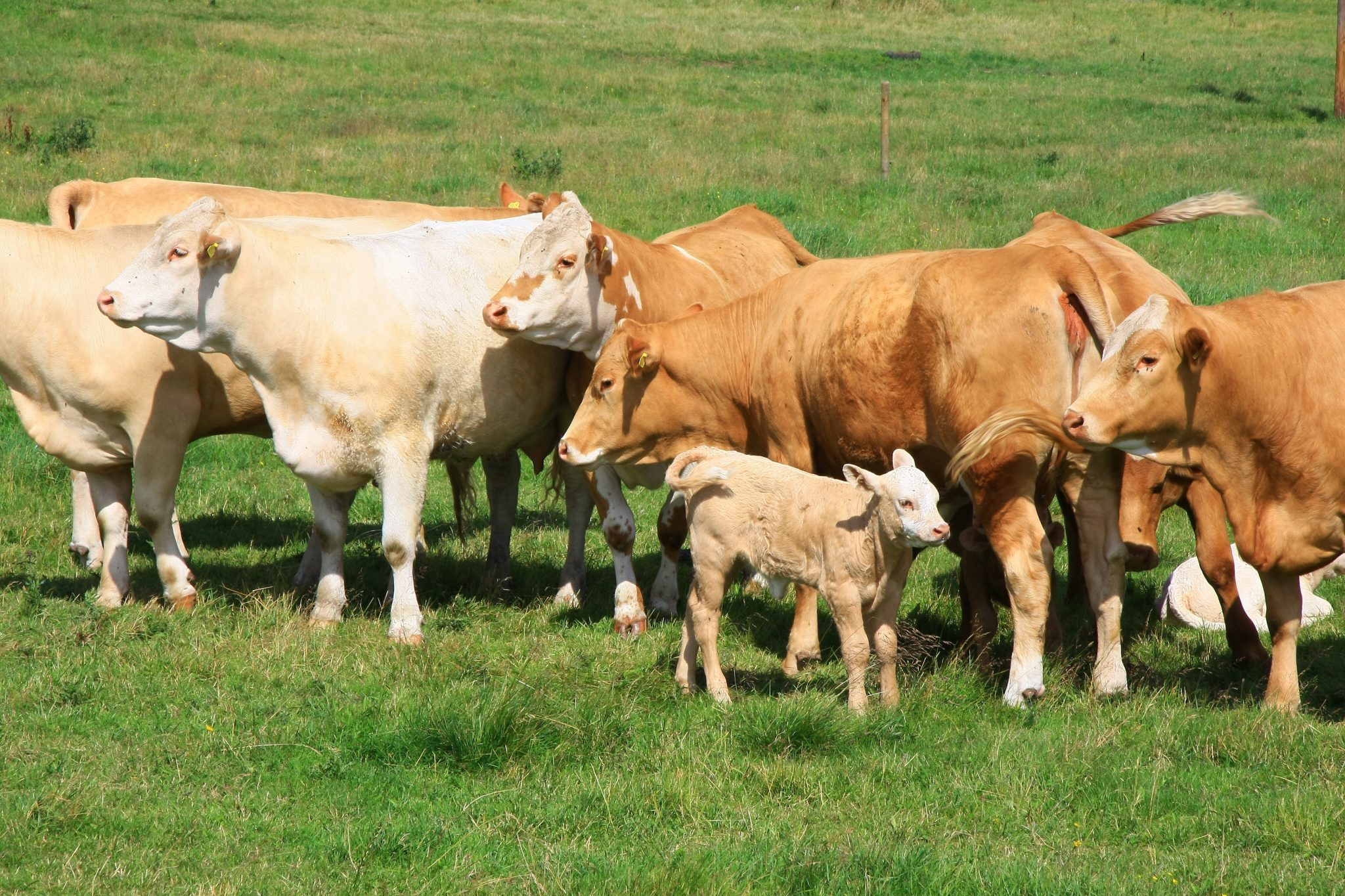 crossbreed beef cows and calves