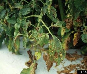 Figure 2. The center of the spots frequently dries out and tears giving the leaf a ragged appearance.