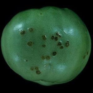 Figure 3. Older spots on green tomato fruit first appear as small, black raised pimples surrounded by a narrow water-soaked or greenish-white halo.