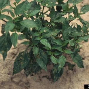 Figure 4. Symptoms of bacterial spot begin on the lower leaves. (Photo credit: Gerald Holmes, California Polytechnic State University at San Luis Obispo, Bugwood.org).