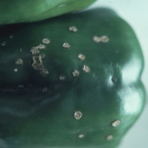 Figure 6. Spots on pepper fruit eventually become raised and cracked and have a warty appearance. (Photo credit: Penn State Department of Plant Pathology & Environmental Microbiology Archives, Penn State University, Bugwood.org)