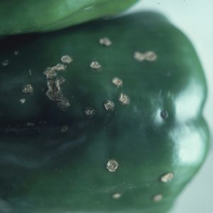 Spots on pepper fruit eventually become raised and cracked and have a warty appearance.