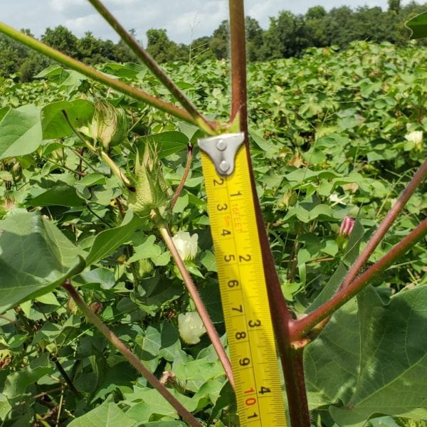 Figure 2. The measured internode distance between four and five from the terminal for this plant is slightly over 3 inches, suggesting the plant is growing rapidly and probably in need of a PGR application.