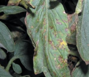 Figure 1. Leaf lesions of bacterial spot can be brown to black. (Photo credit: David B. Langston, University of Georgia, Bugwood.org)