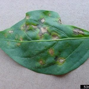 Figure 5. Individual leaf spots on one leaf. (Photo credit: Paul Bachi, University of Kentucky Research and Education Center, Bugwood.org).