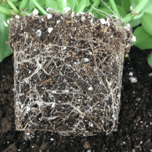 Figure 3. Buy plants that have healthy white-tipped root systems that stay together when pulled from the pot