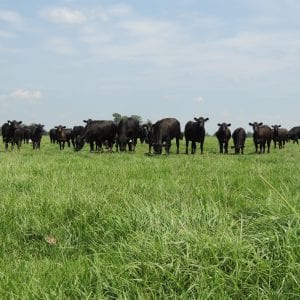 Cattle Grazing Bahiagrass