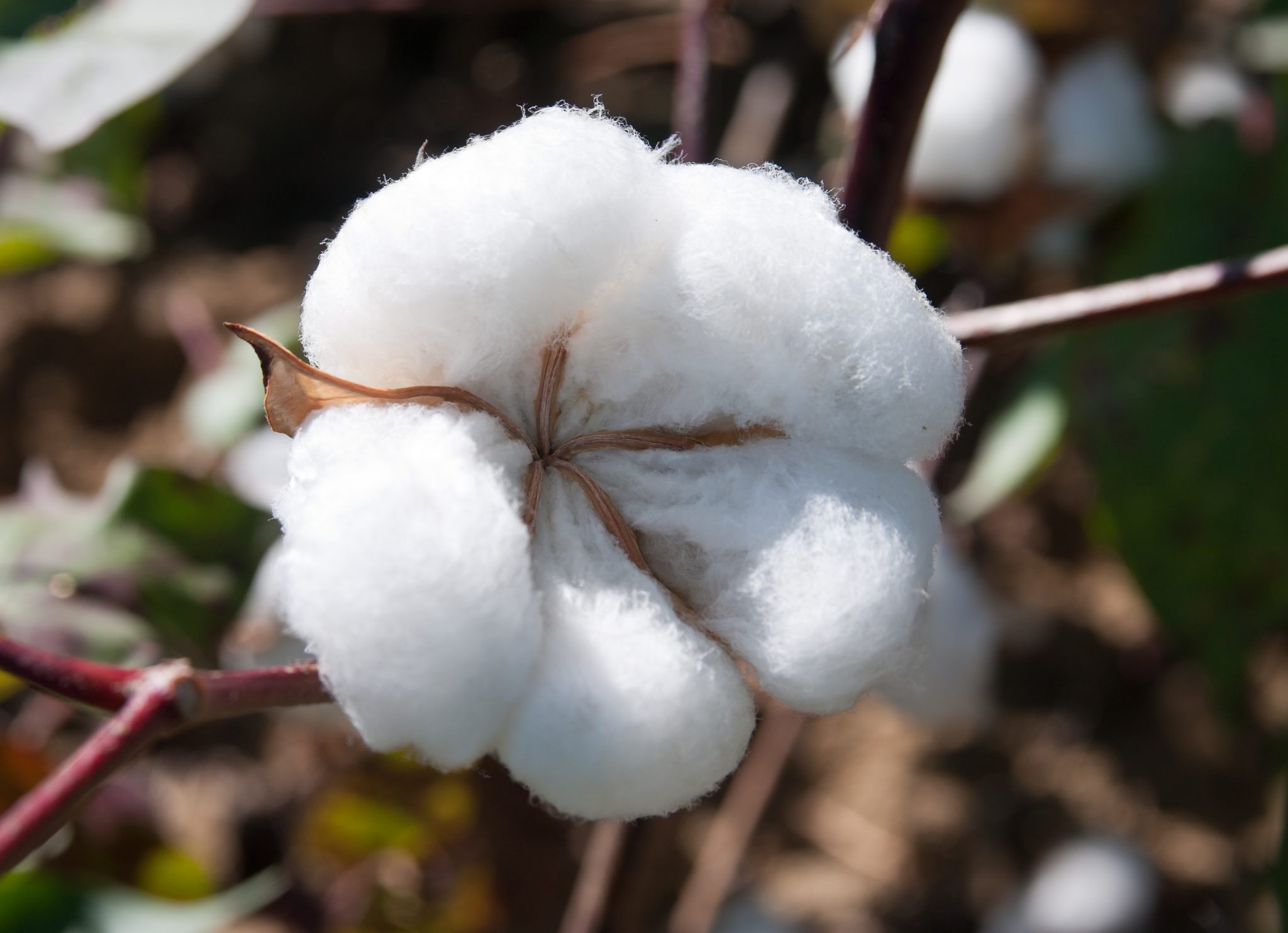 A close up of cotton that is ready to pick.