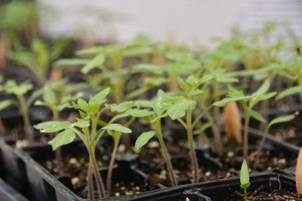 Figure 7. Avoid contact between seedlings from different seed lots as well as contact between tomato and pepper seedlings within the greenhouse to reduce potential cross contamination.