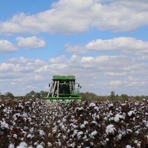 Practice harvest safety when harvesting cotton.