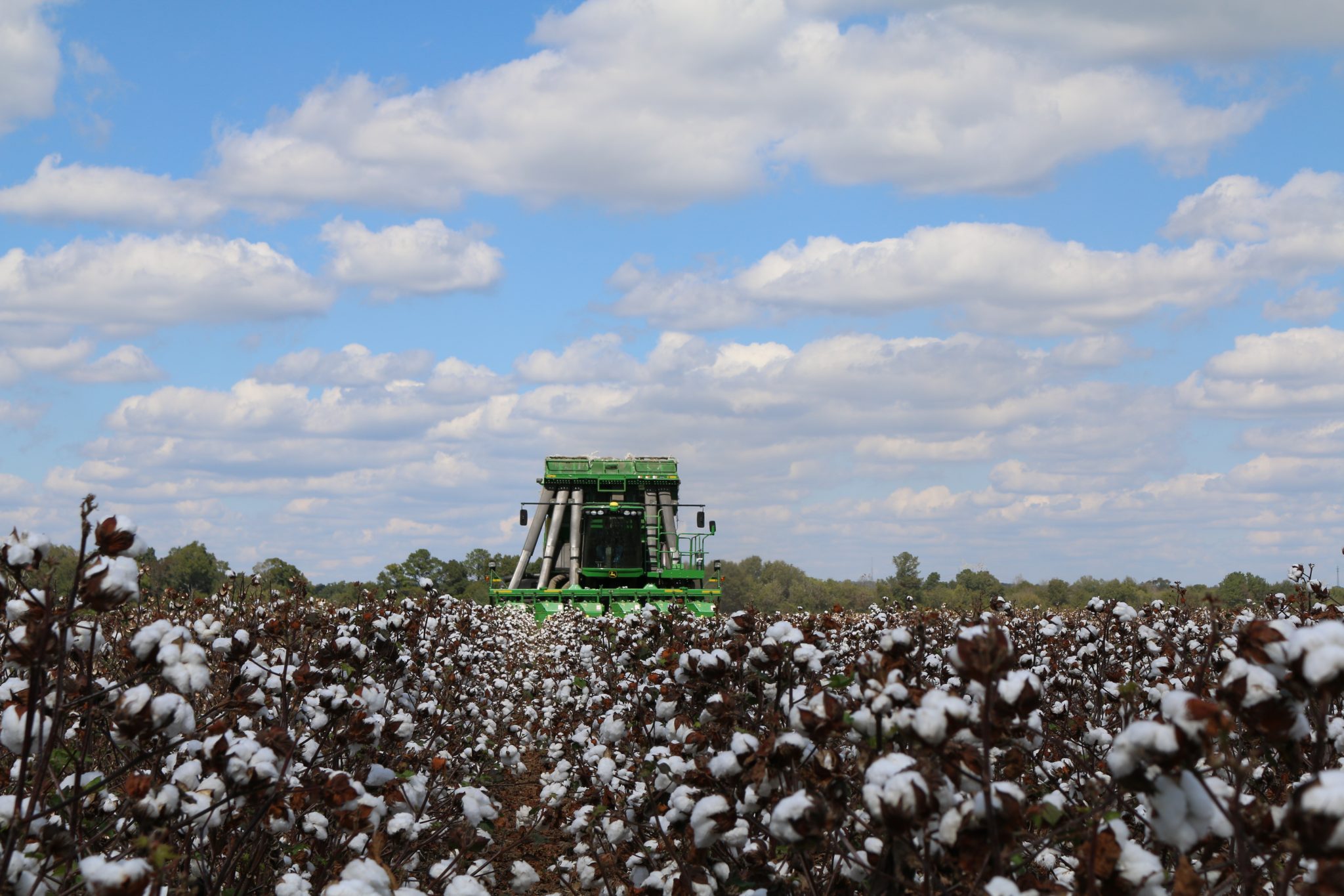 Practice harvest safety when harvesting cotton.