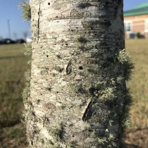 Bark cracking due to drought stress. Common in maples