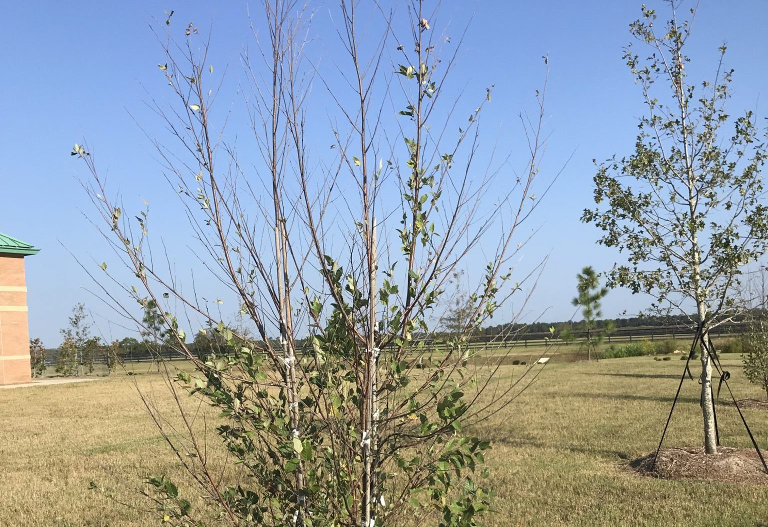 Tree defoliating from the top and branch extremities