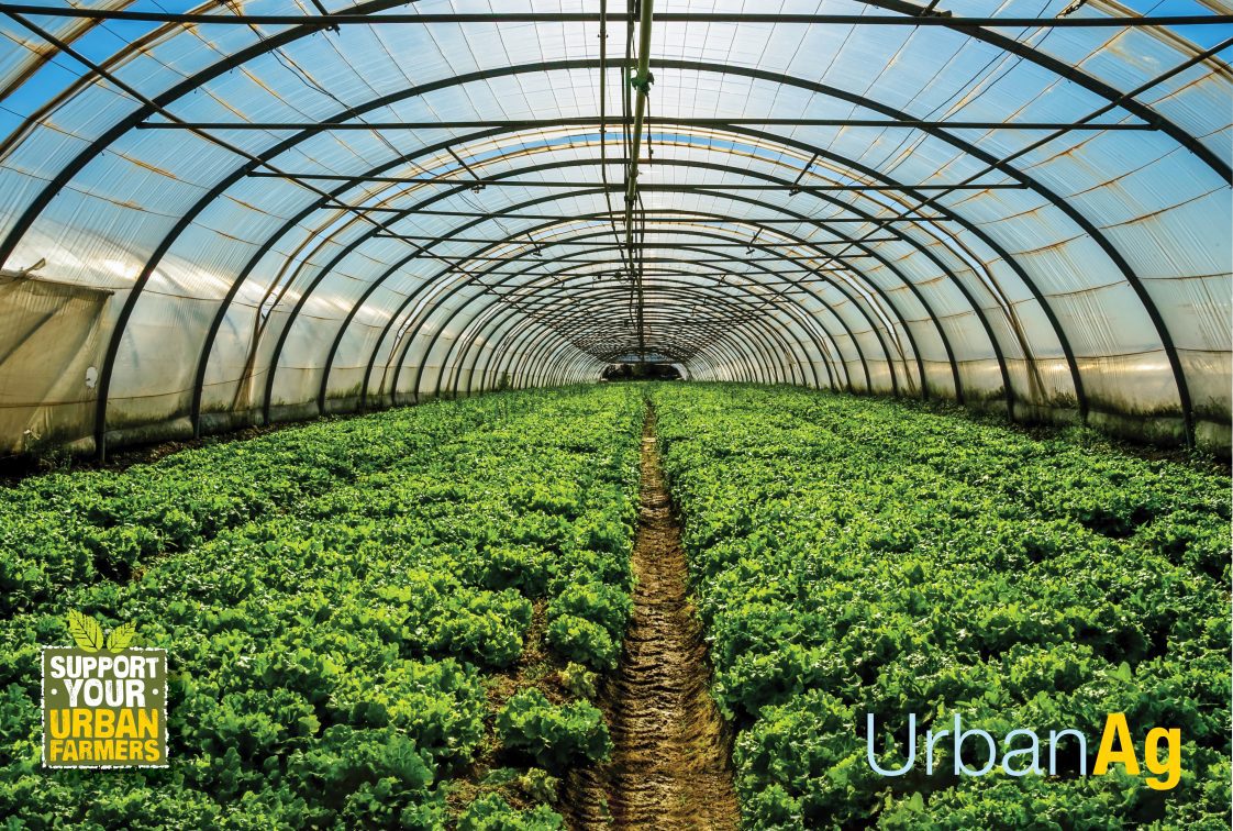 Greenhouse or hoop house, growing food.