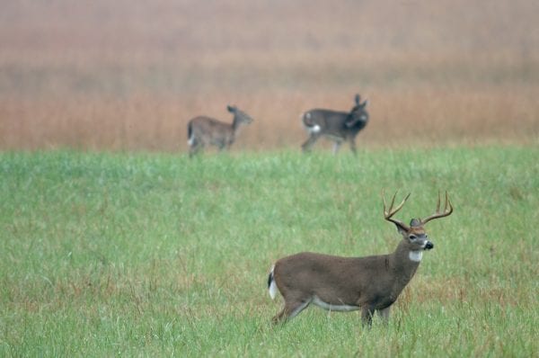 A buck deer in a field.