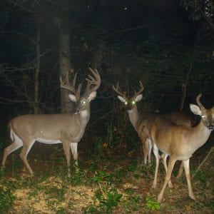 Buck deer on a trail camera
