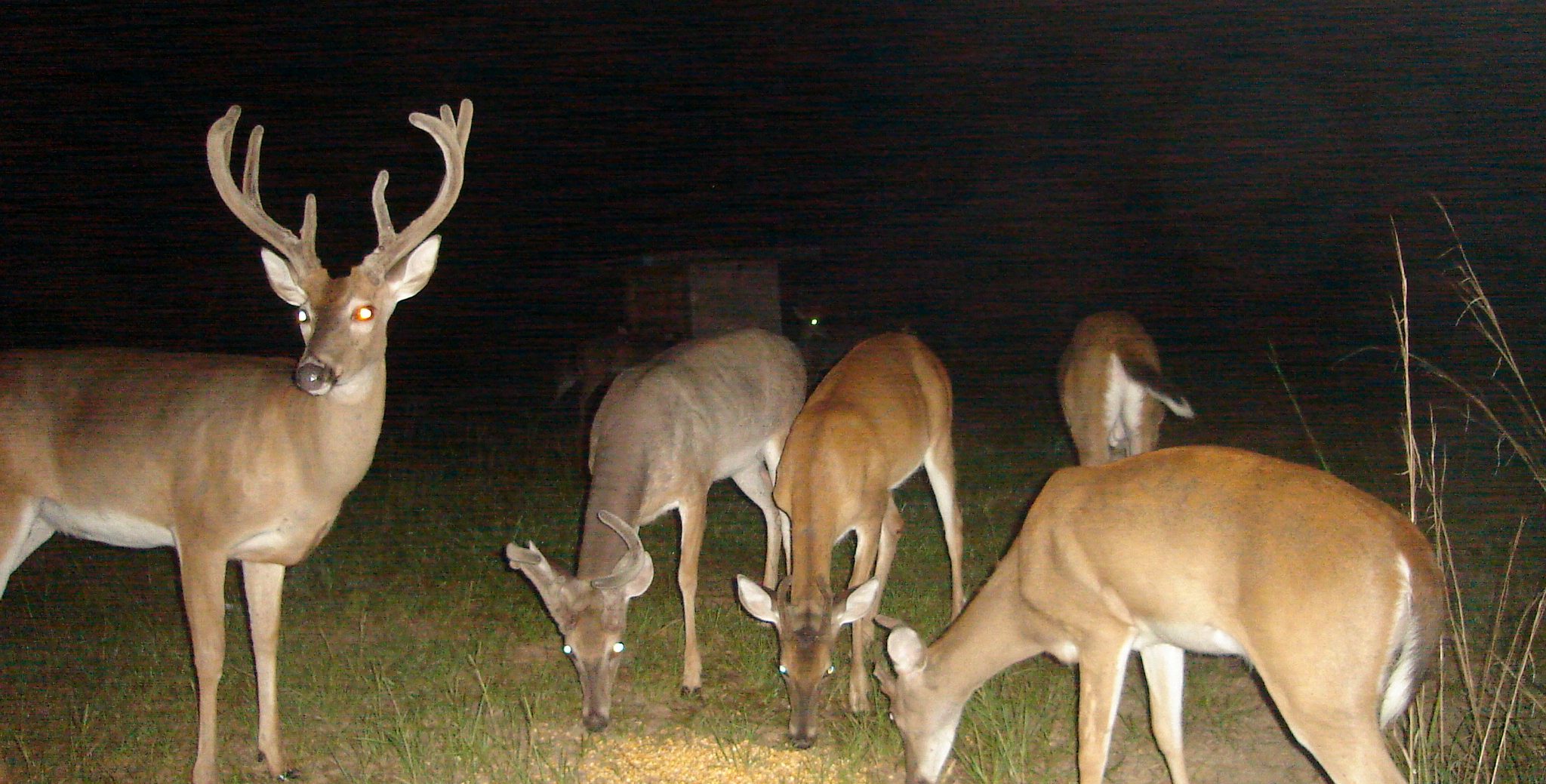 Deer on a trail camera