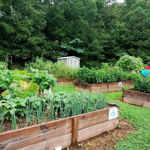 Community garden with raised garden beds/