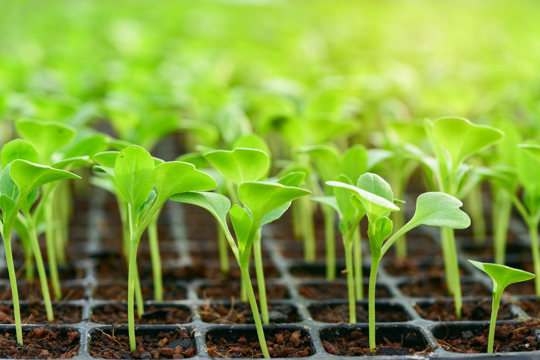 Figure 1. Close-up of seedlings in cultivation tray. iStock image by surachetkhamsuk.