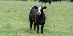 Black baldy heifer standing in a pasture.