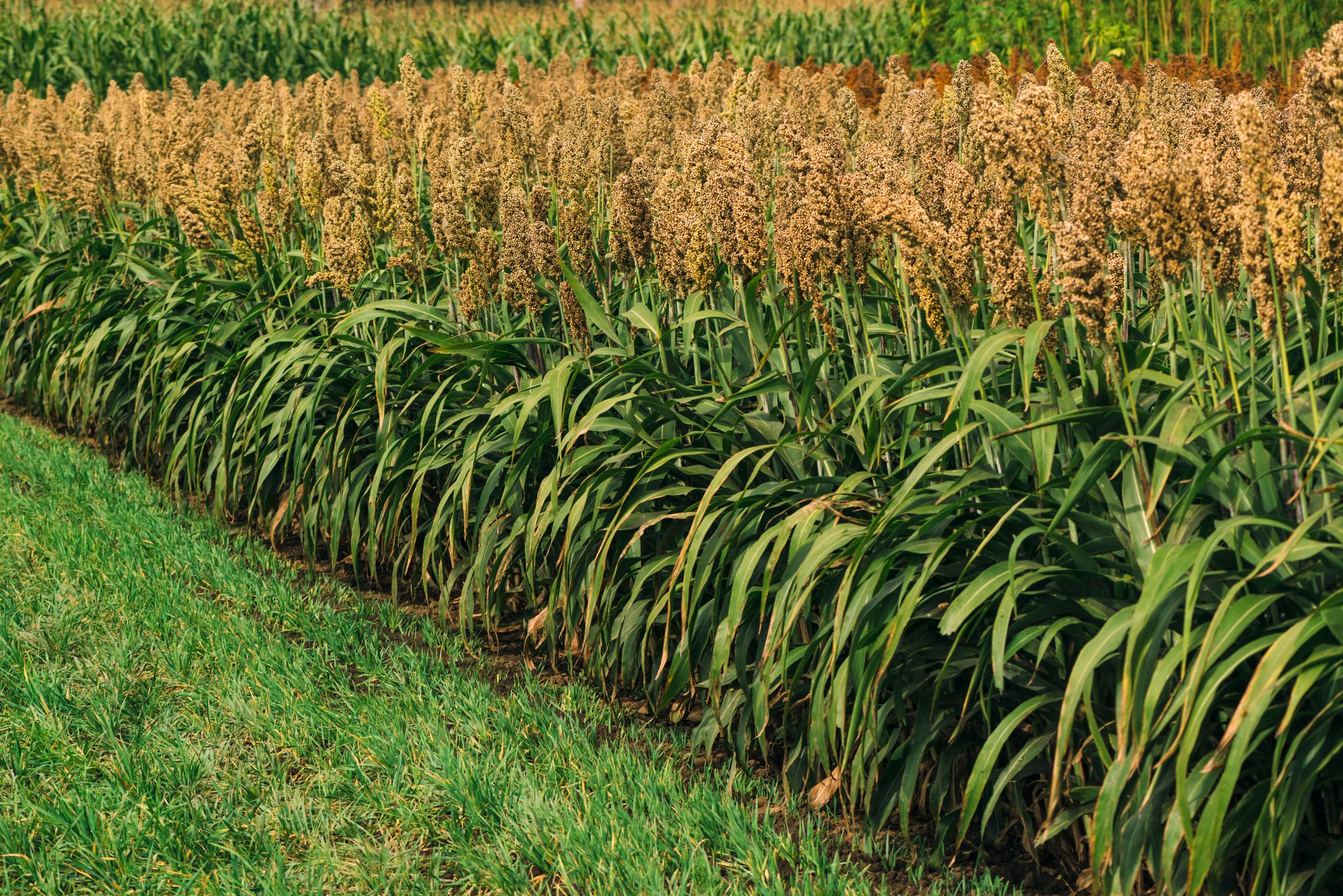 grain sorghum