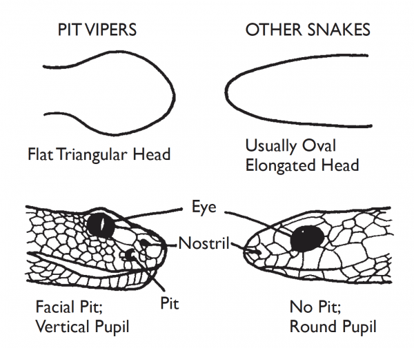 Pit Vipers & Other Snakes head shape diagrahm