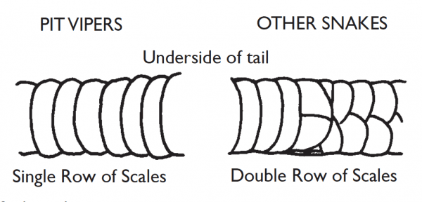 Snake scale comparison