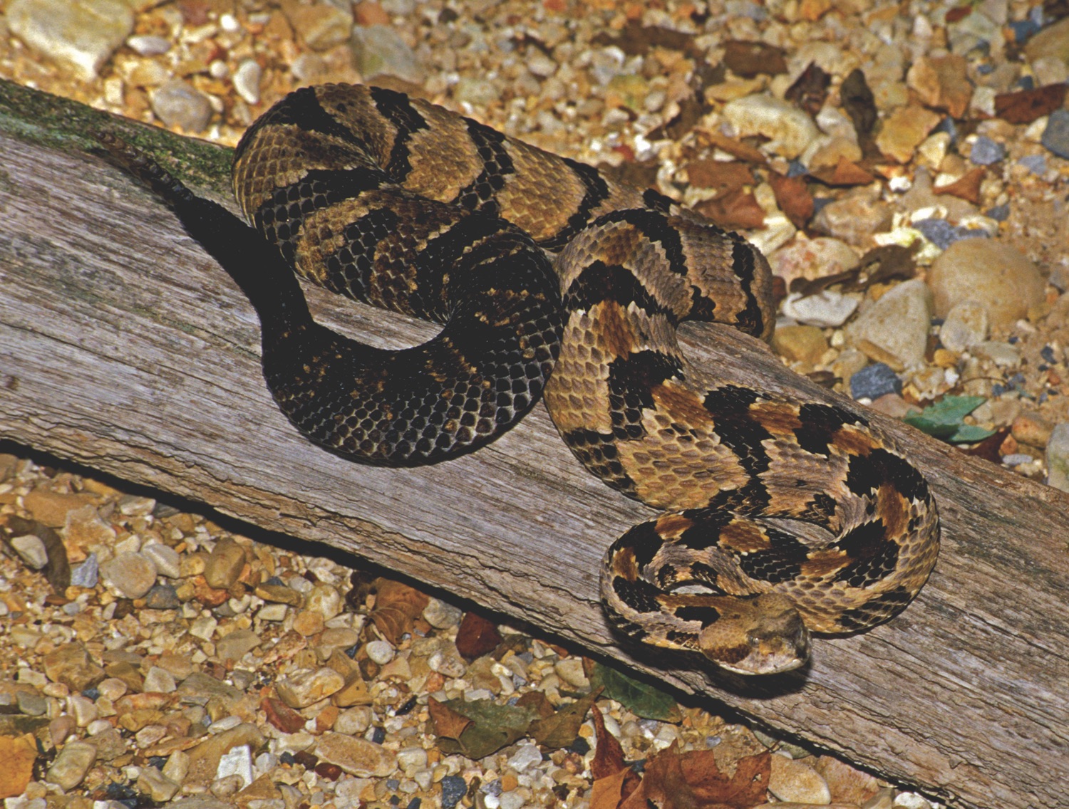 Identification of Snakes in Alabama for Forest Workers - Alabama  Cooperative Extension System