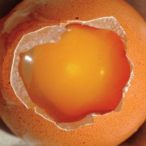 Infertile, unincubated egg.