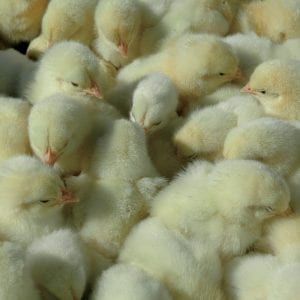 Chicks hatch and dry.