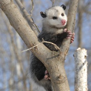 Figure 1. The Virginia opossum is the only marsupial native to the United States.