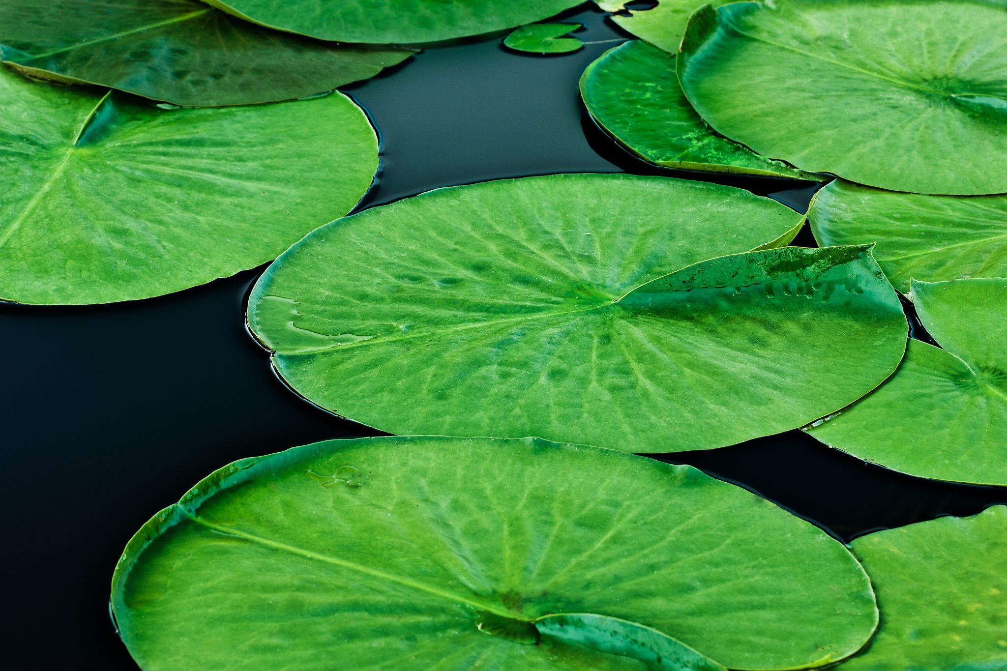 Lily Pads on a pond