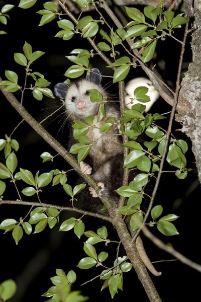 Figure 5. Although not a common practice as it once was, opossums are sometimes hunted or trapped for food or pelt.