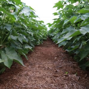 rows of cotton; cotton crop update