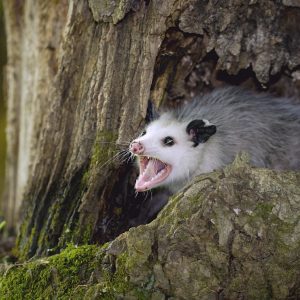 Opossum Gape