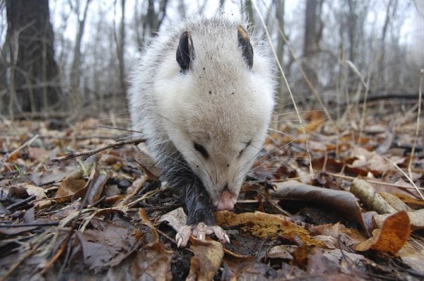 Opossums can live in many types of habitats.