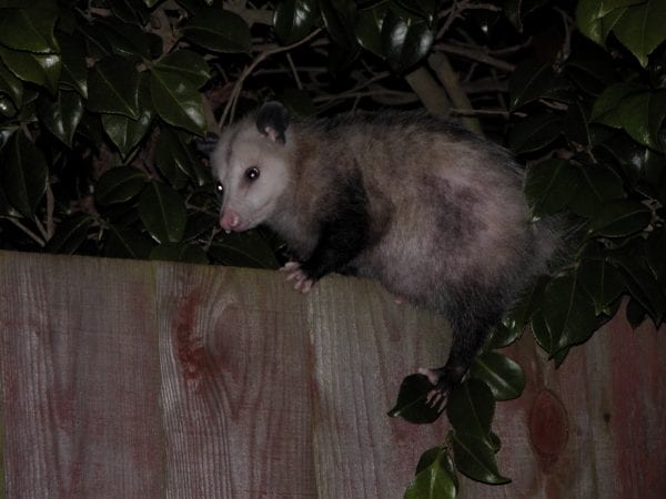 Opossum on Fence